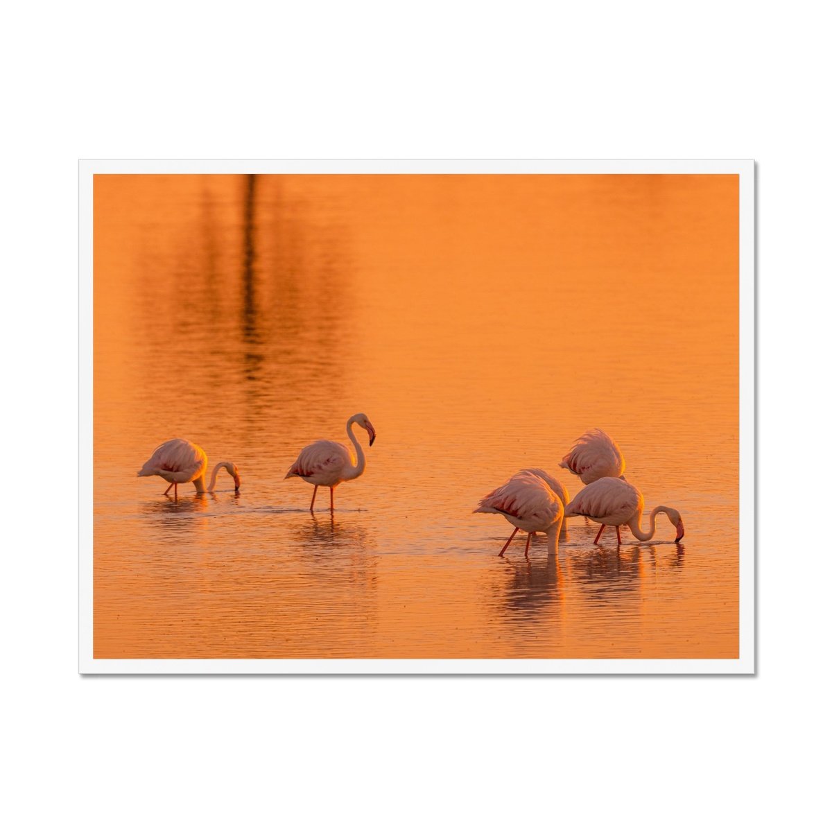 Flamingos - Sean Lee-Davies Sean Lee Davies