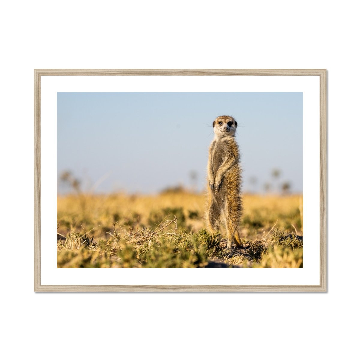 Meerkat - Sean Lee-Davies Sean Lee Davies