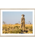 Meerkat - Sean Lee-Davies Sean Lee Davies