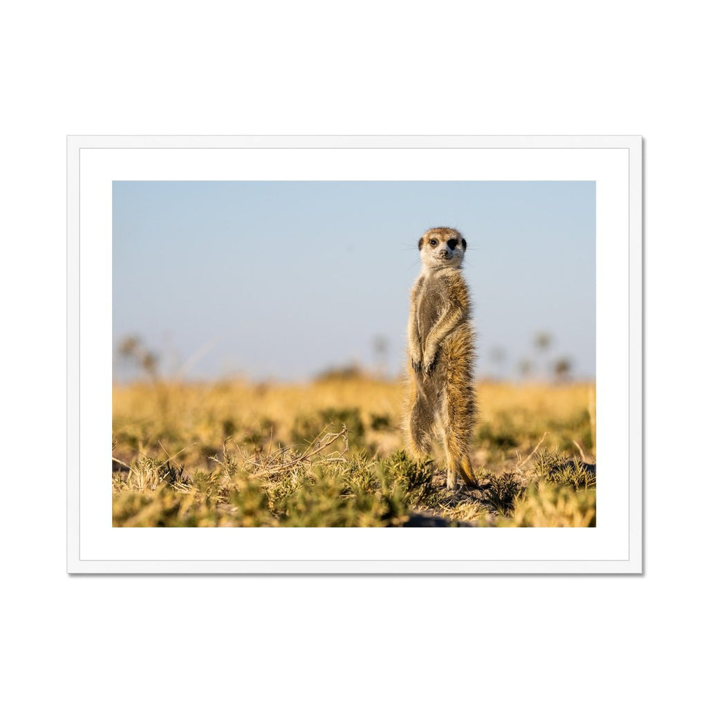 Meerkat - Sean Lee-Davies Sean Lee Davies