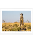 Meerkat - Sean Lee-Davies Sean Lee Davies