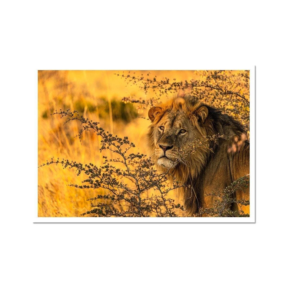 Kalahari Lion - Sean Lee-Davies Sean Lee Davies