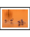 Flamingos - Sean Lee-Davies Sean Lee Davies