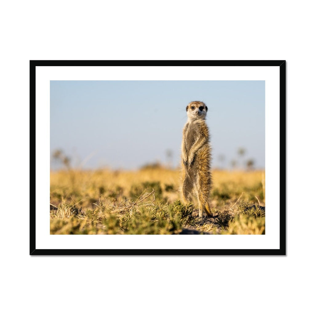 Meerkat - Sean Lee-Davies Sean Lee Davies