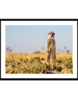 Meerkat - Sean Lee-Davies Sean Lee Davies