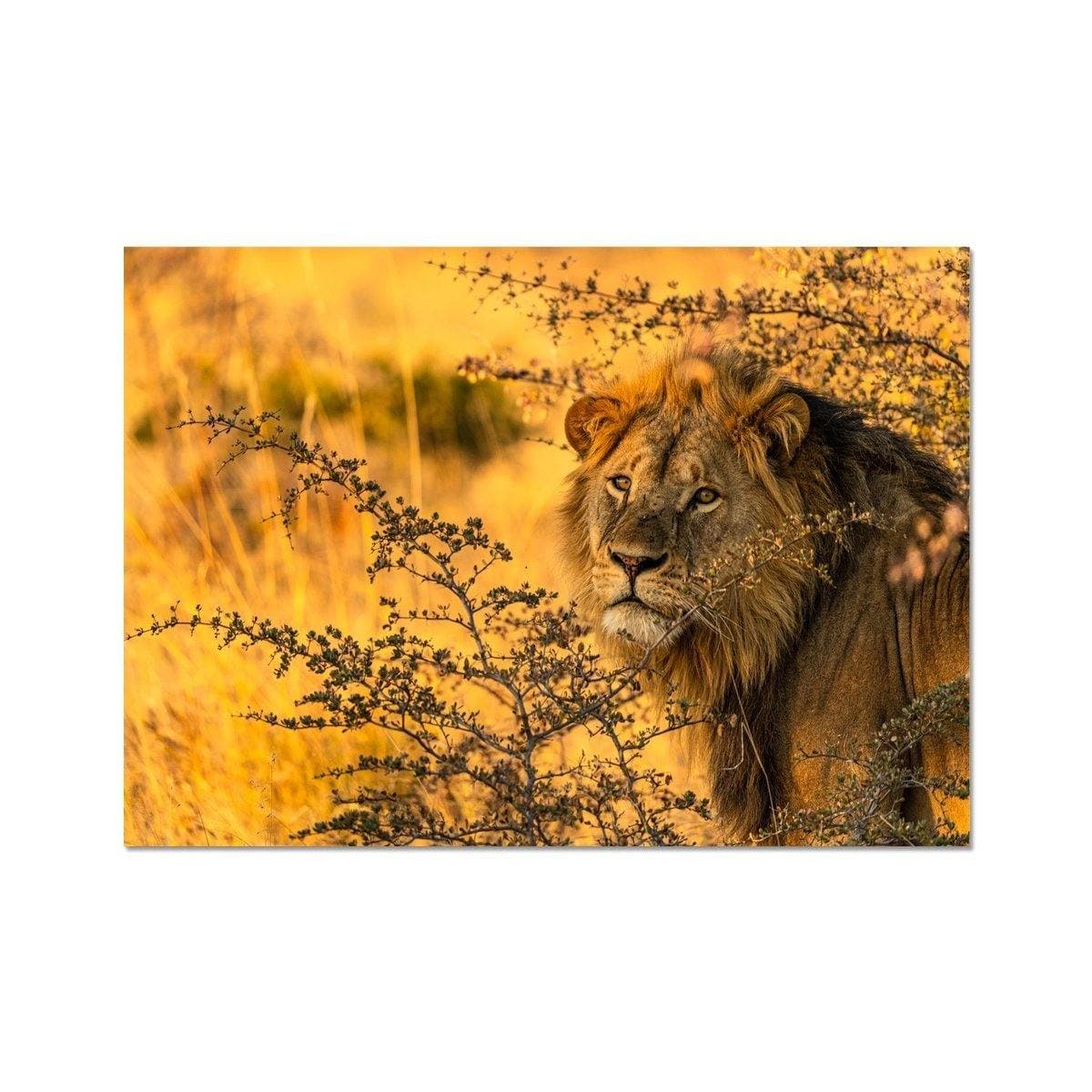 Kalahari Lion - Sean Lee-Davies Sean Lee Davies