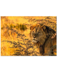 Kalahari Lion - Sean Lee-Davies Sean Lee Davies
