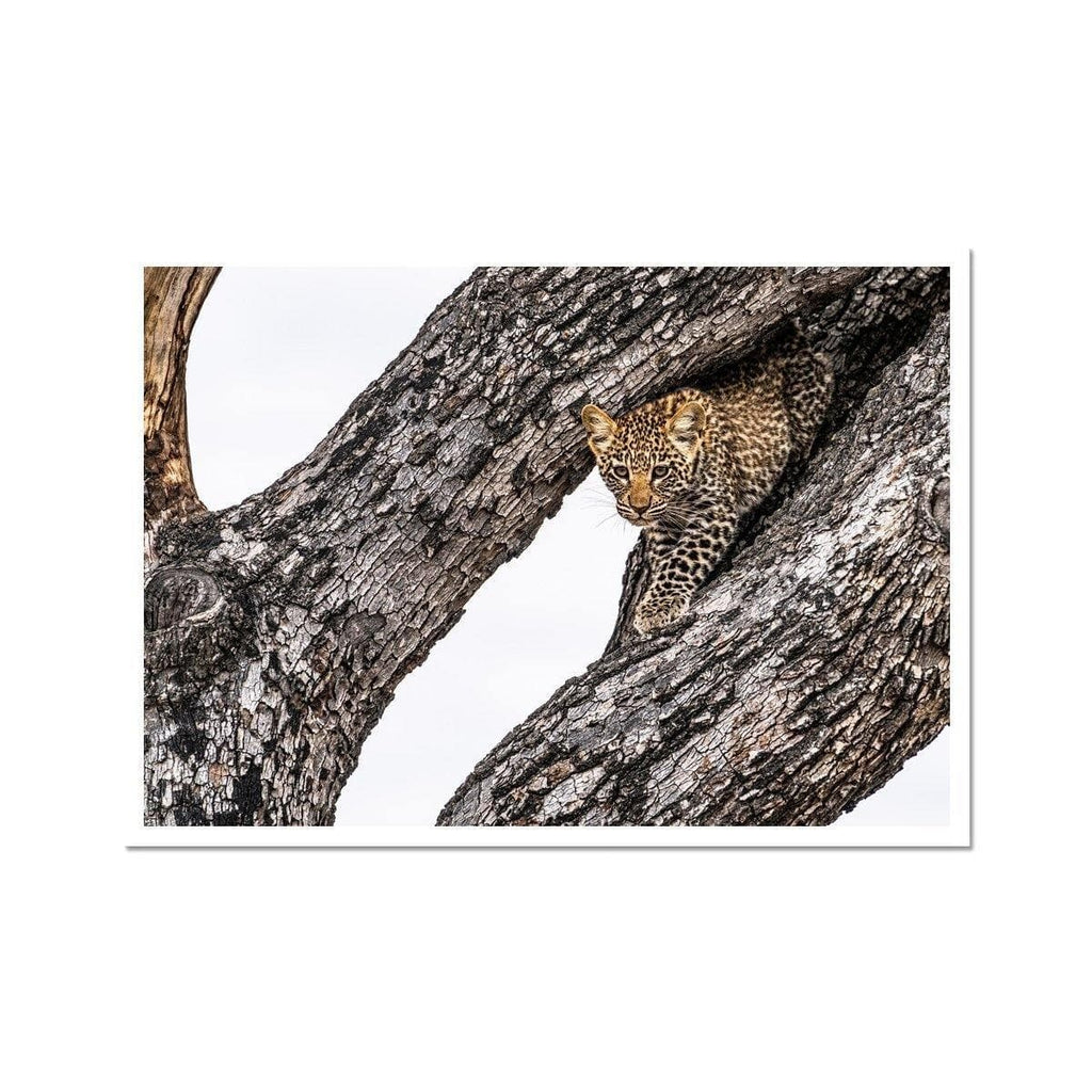 Leopard Cub - Sean Lee-Davies Sean Lee Davies
