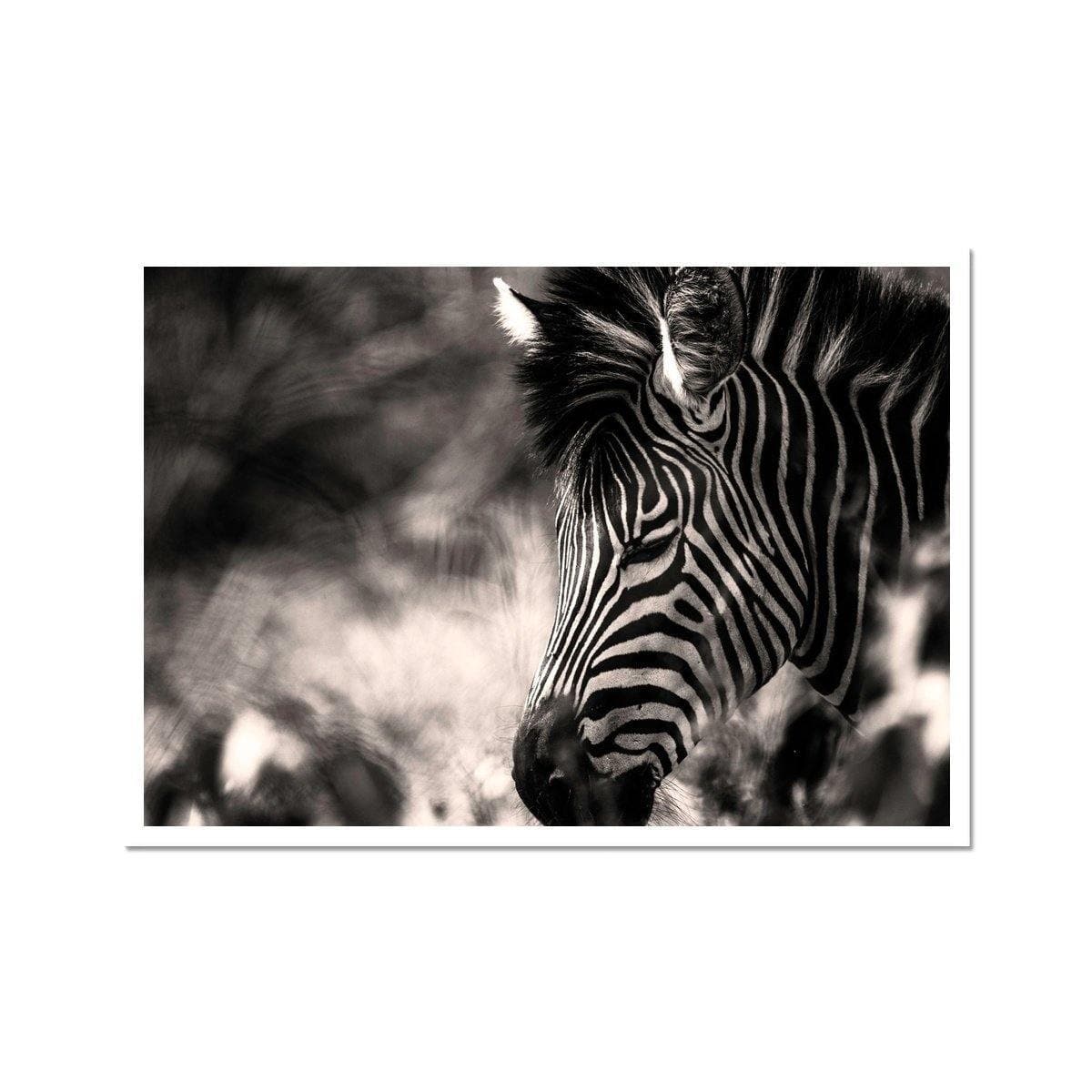 Zebra Dreams - Sean Lee-Davies Sean Lee Davies