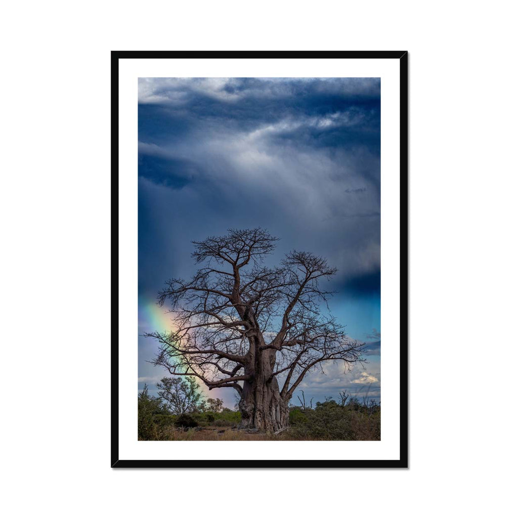 Baobab Bob - Katrina Razon