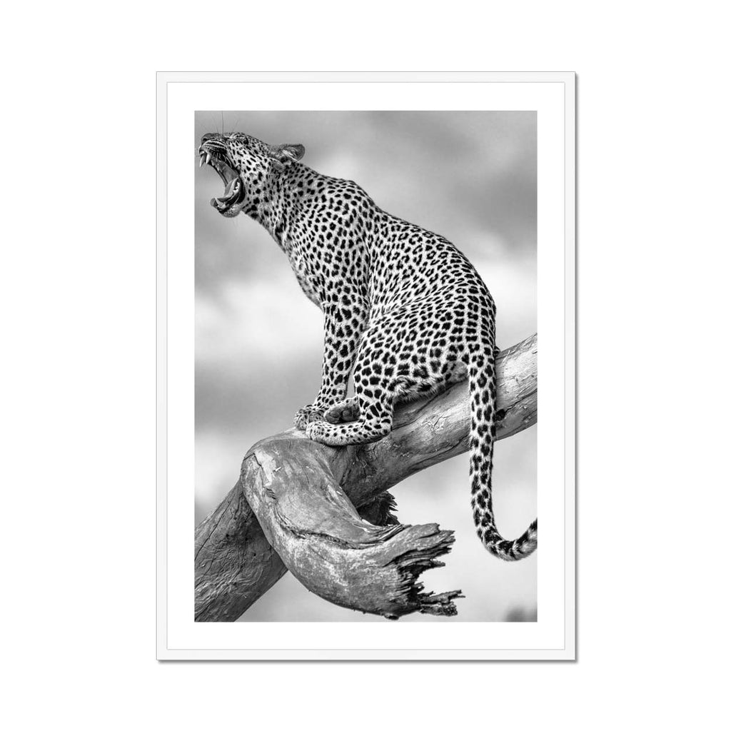 Roaring Rosettes - Katrina Razon