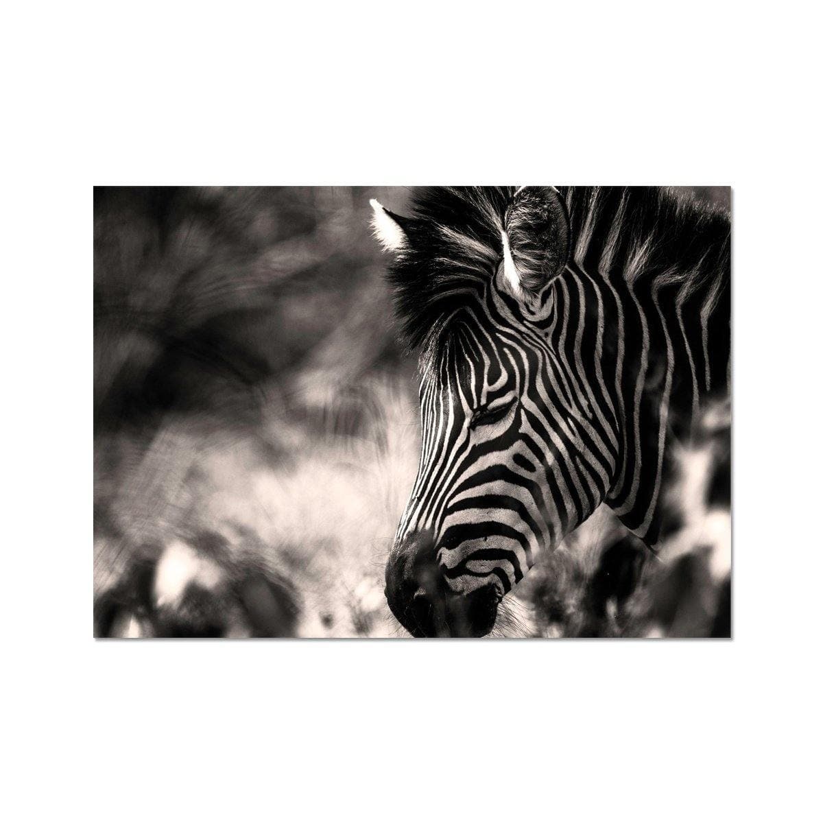 Zebra Dreams - Sean Lee-Davies Sean Lee Davies