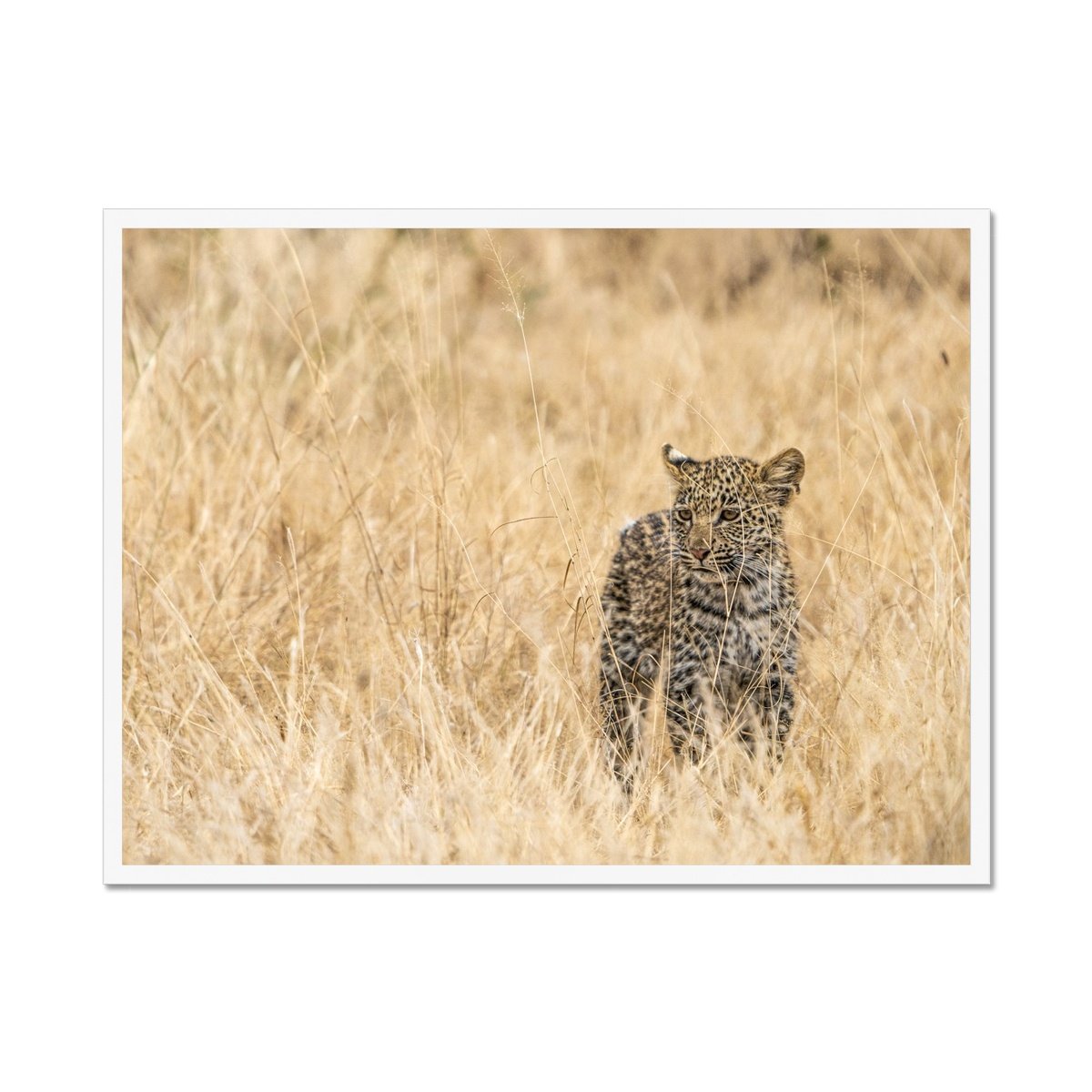 Baby Leopard- Sean Lee-Davies Sean Lee Davies