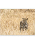 Baby Leopard- Sean Lee-Davies Sean Lee Davies