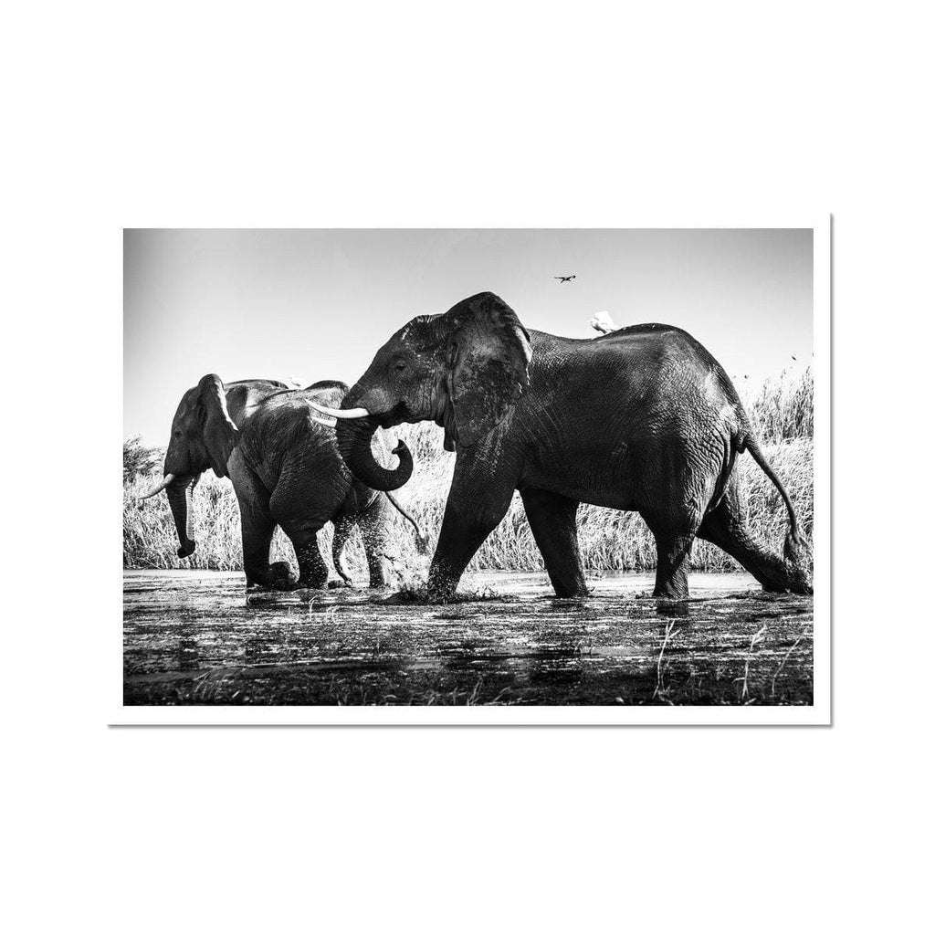 Elephants Crossing - Sean Lee-Davies Sean Lee Davies