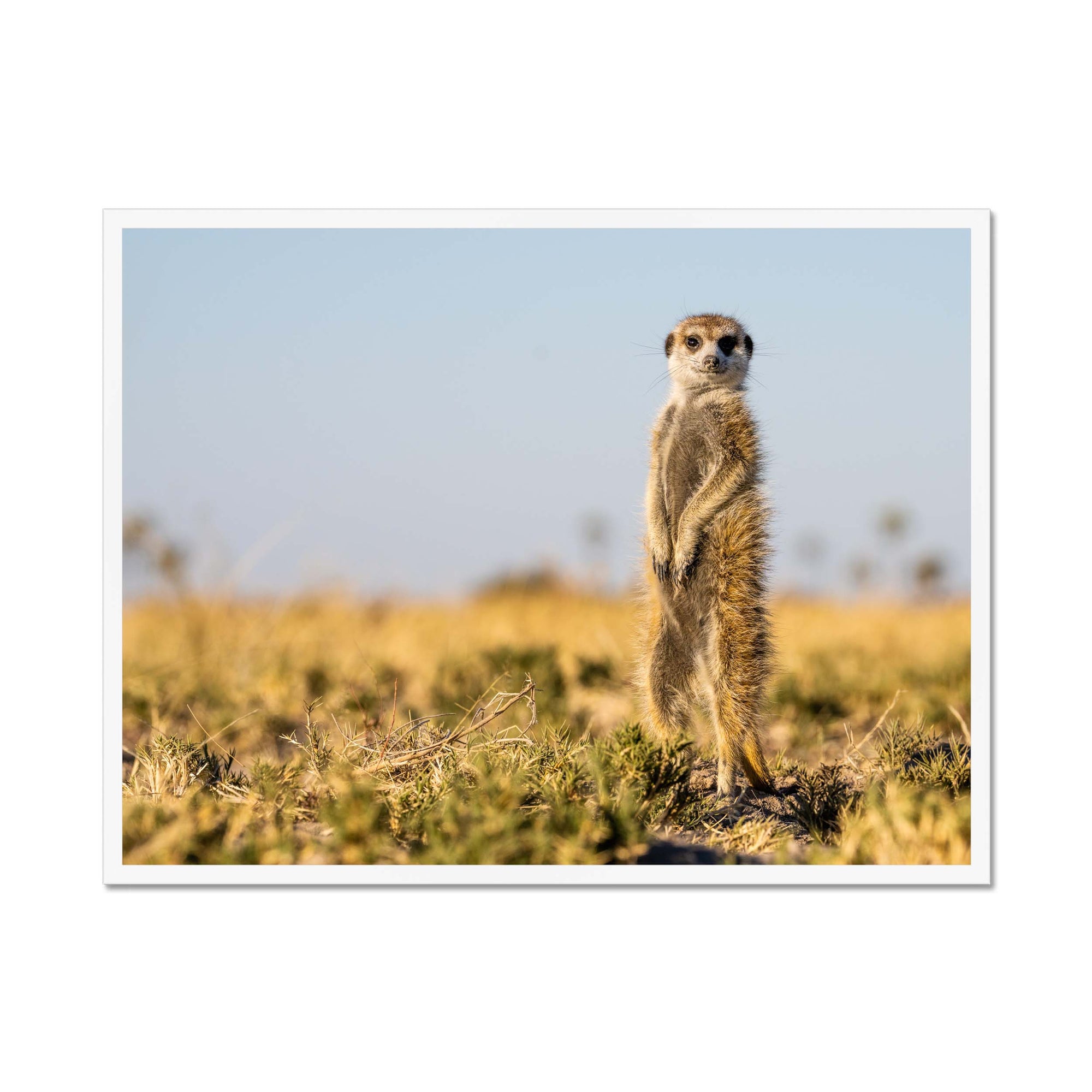 Meerkat - Sean Lee-Davies Sean Lee Davies