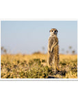 Meerkat - Sean Lee-Davies Sean Lee Davies