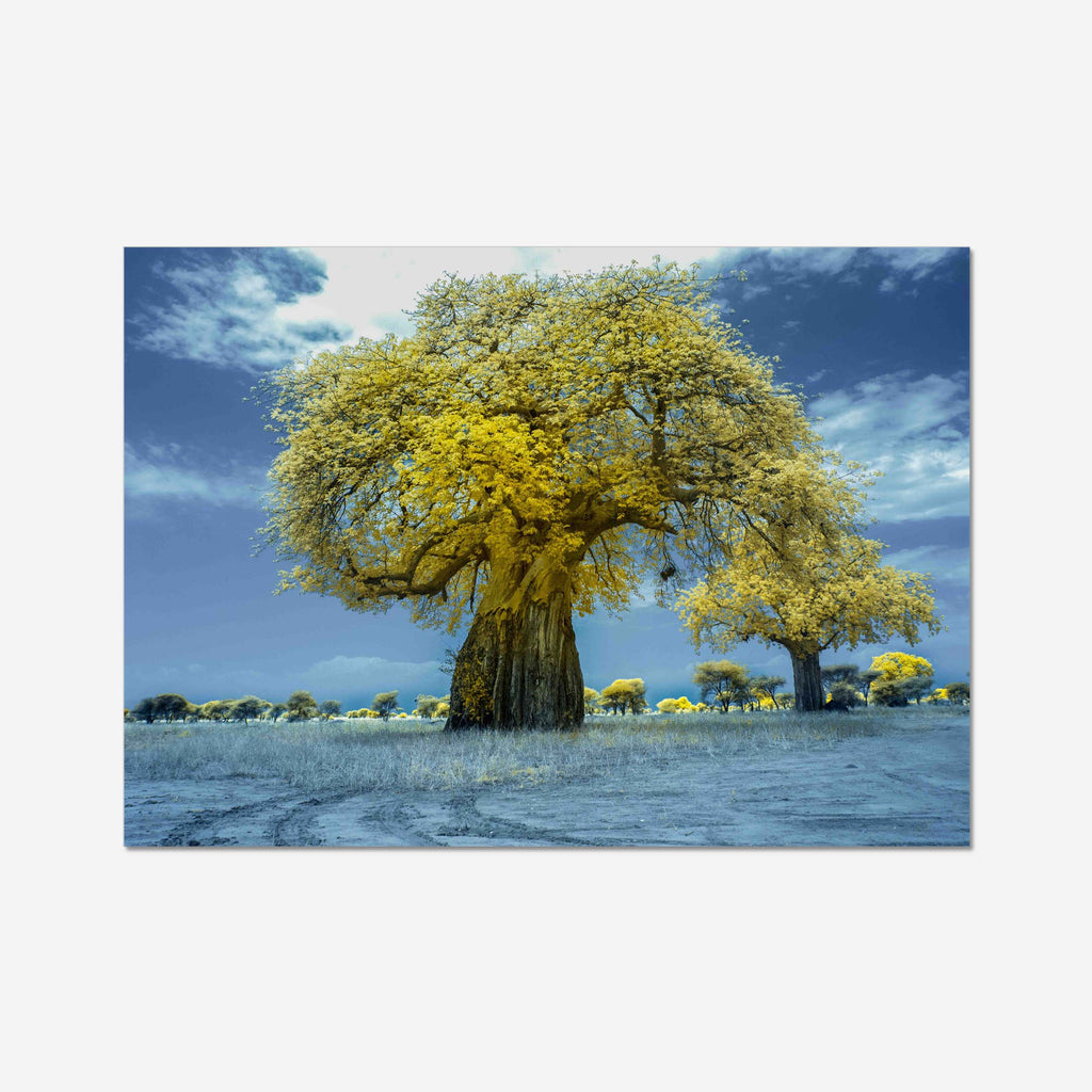 Baobab in infrared - Julia Wimmerlin Julia Wimmerlin